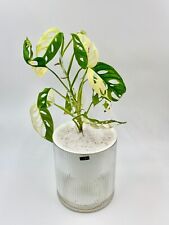 Monstera Adansonii Albo Variegata - Verwurzelte, etablierte Pflanze - selten -01