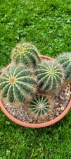 Notocactus Magnifikus, Grosse