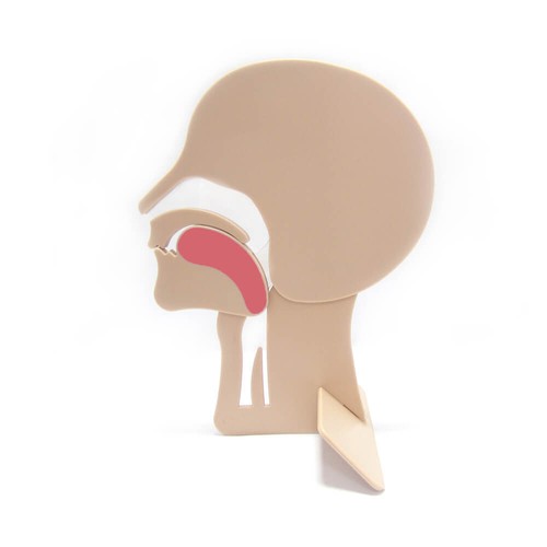 Kopfschnittmodell zur