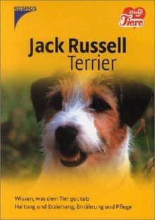 Jack russell terrier wissen - terrier.,
