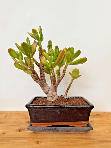 Zimmerbonsai bonsai crassula - zimmerbonsai,