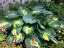 Funkie / Herzblattlilie GREAT EXPECTATIONS im Topf