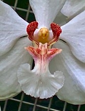 Vanda species new - species,