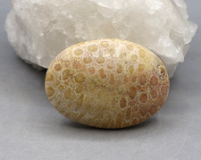 VERSTEINERTE KORALLE Edelstein