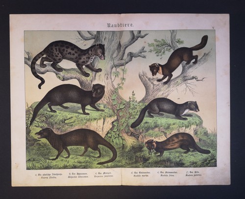Farblithographie 1875 - farblithographie, um