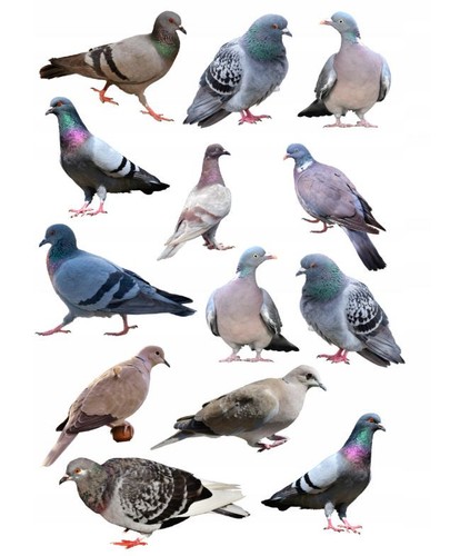 Taube vogel fliegen essbar - vogel,