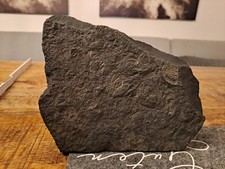 Fossilienplatte Schiefer mit Ammoniten 355g, 18 x 15 cm Fossilien  Versteinerung