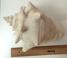 01_Riesen- oder Strandmuschel, Meeresschnecke oder Strombus weiß.