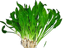 Amazonas Schwertpflanzen - Echinodorus Amazonicus 7  Stück ,Aquariumpflanzen