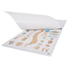 Mini-Poster Set, 20 Stück Anatomie, Anatomische Poster, medizinische Lehrmittel