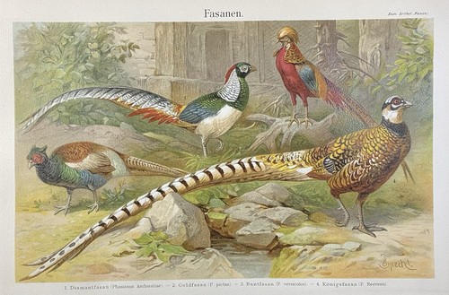 Antike grafik fauna fasanen - fauna:,