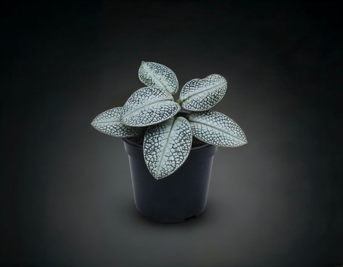 Natureholic argostemma - natureholic,