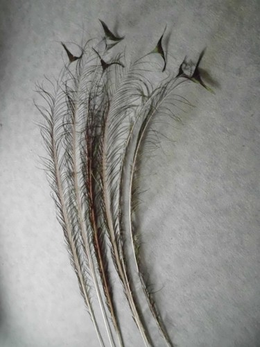 Pfauenfedern 120 cm - 120,