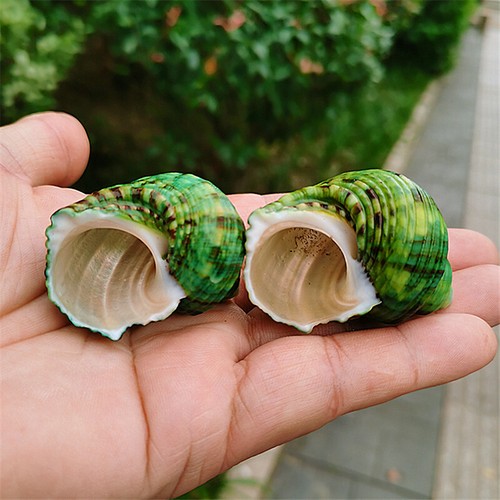 Natürlich grün turban shell - grün,