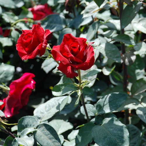 Edelrosen vielen - in,