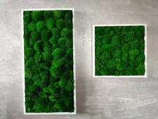 Wandbild Moosbilder Moosbild