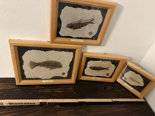 Fossiler fisch knightia sp - 4,