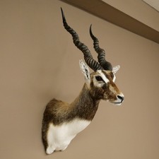 Hirschziegenantilope Ziegen