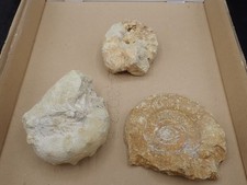 Konvolut Fossilien Ammonit Jura Versteinerungen C43