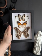 Arrangement Schmetterling