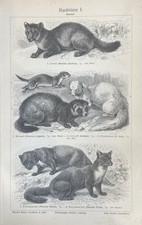 Original graphic fauna - original,