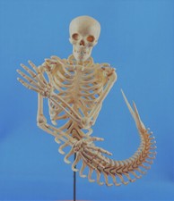 Meerjungfrauskelett im