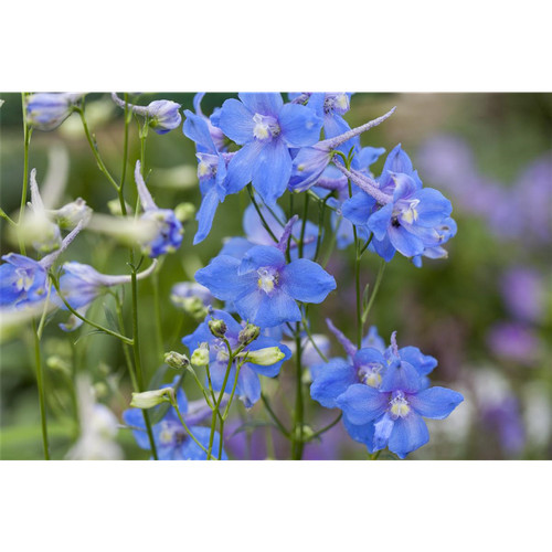 Delphinium belladonna - delphinium,
