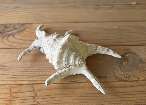 Echte lambis spinnenmuschel - lambis,