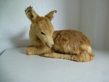 Ausgestopftes Tier Reh Rehkitz