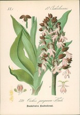 Chromolithographie : Purpurrotes oder braunrotes Knabenkraut. Orchis purpurea Hu