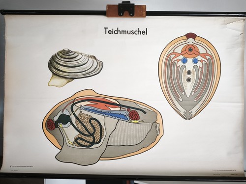Schulwandkarte rollkarte - schulwandkarte,