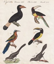 Vögel Vogel birds Guianan toucanet Asia Tukan Toucan Kupferstich Bertuch 1802