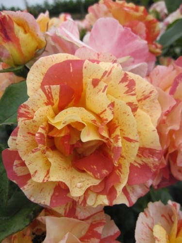 Edelrose alfred sisley - edelrose, sisley®