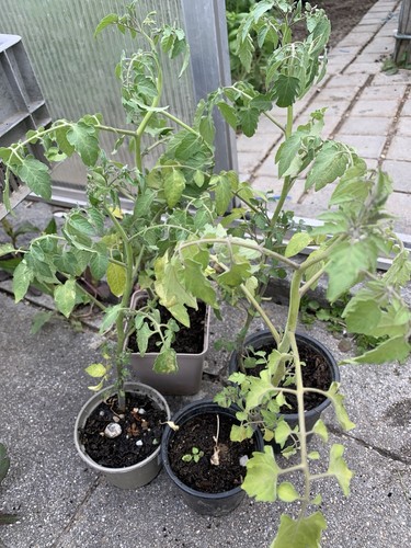 Tomaten mini