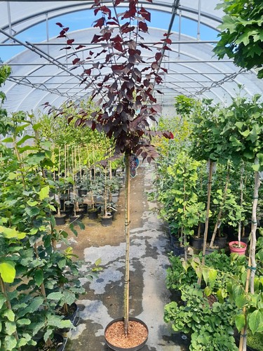 Prunus cerasifera nigra stamm - prunus,
