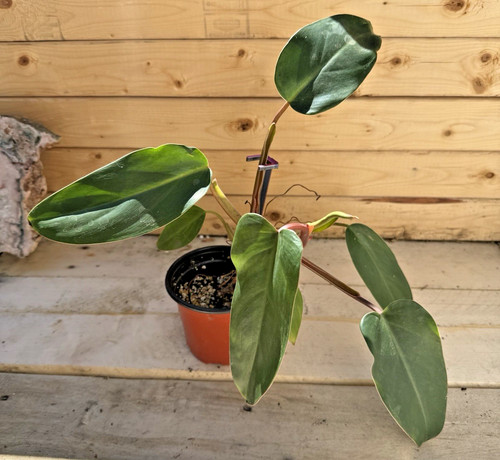 Red emerald philodendron - emerald, –