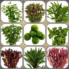 Algenkiller-Set, 5 Wasserpflanzen Bund + 1 Mooskugel, Aquariumpflanzen, Wasser