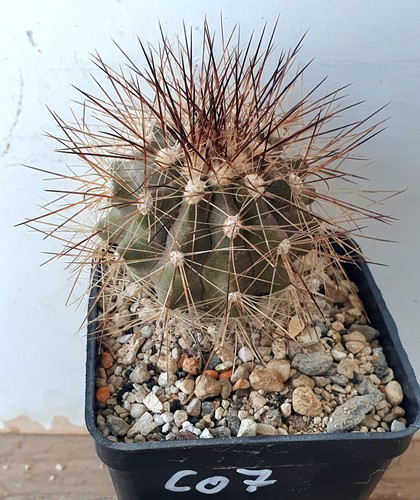 Copiapoa krainziana - , fa