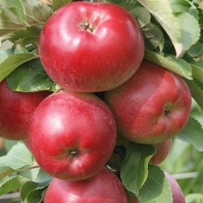 Säulenapfel Redcats (S)