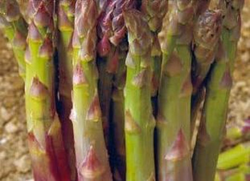 Spargel mary argenteuil 50 - mary,