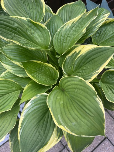 Funkien hosta ableger - hosta,