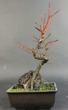 Bonsai - Fächerahorn, Acer
