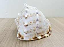 Aquarium Deko Muschel # WF17