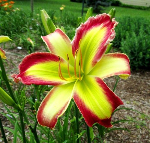 Taglilie daylily hemerocallis - daylily,