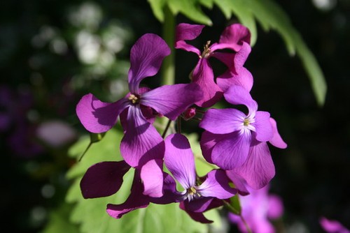 Foto 6x4 ehrlichkeit lunaria - 6x4, (lunaria