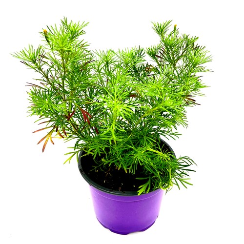 Lakritz tagetes - lakritz,