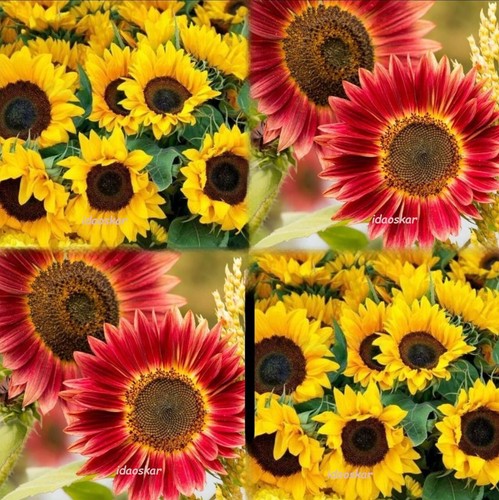 Riesen sonnenblume gelb - riesen,