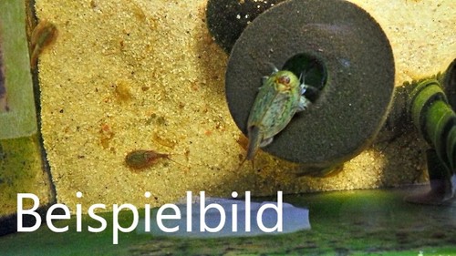 Triops cancriformis grün - cancriformis,