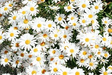 100.000 Samen Großpackung Wiesen Margerite Chrysanthemum leucanthemum Großpack