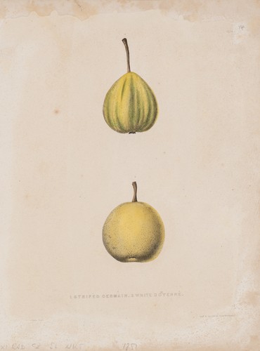 Pease nach unbekannt - pease, (*1813)